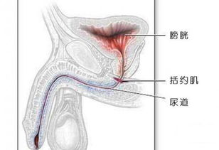 括约肌锻炼，括约肌是什么意思啊