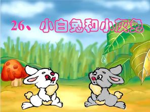 白兔怎么拼音?