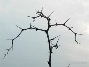荆棘是什么意思?