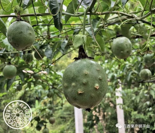园果让新秋的上一句是什么