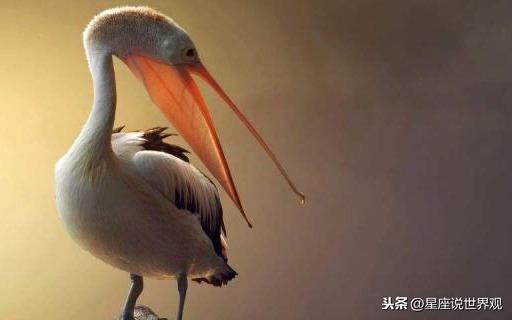 燕侣莺俦怎么读
