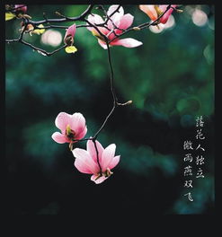 “落花人独立,微雨燕双飞”是什么意思?