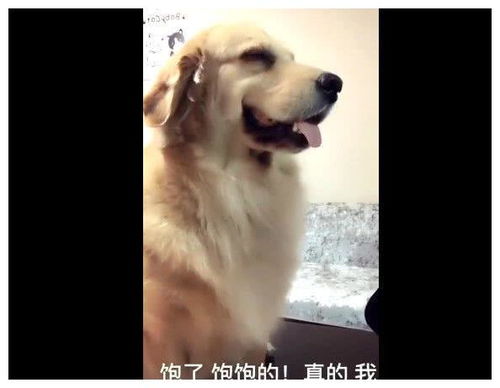感觉心里过意不去什么意思，过意不去什么意思指什么动物