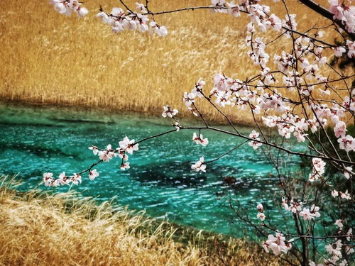 芦苇花语和寓意