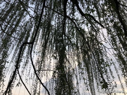 小孩犯将军箭是什么意思，算命将军箭是什么意思