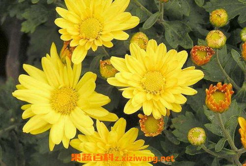 九月菊花，九月菊为什么五月份开花