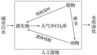 浅谈碳循环,什么是碳循环?到底有何作用?