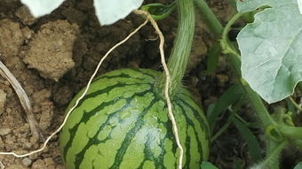 种瓜得瓜种豆得豆下一句是啥，种瓜得瓜种豆得豆是成语还是谚语