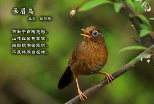 画眉鸟欧阳修翻译，画眉鸟欧阳修阅读答案