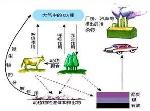 碳循环示意图，碳循环图