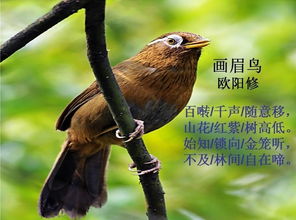 欧阳修的经典诗词《画眉鸟》赏析