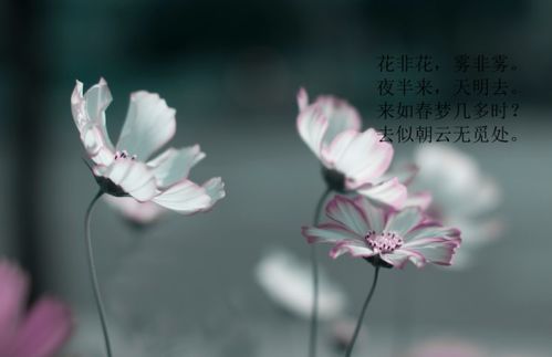 如什么似什么的成语 如什么似什么的成语精选