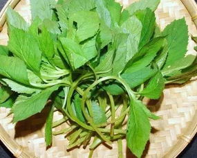 苦益菜图片功效与作用，苦益菜文言文翻译