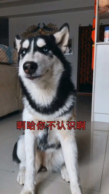 啊哈是啥意思?