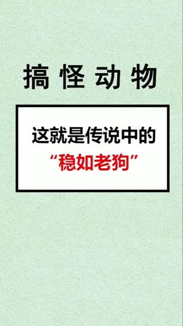 稳如老狗是什么意思