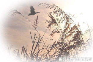 悲春伤秋是什么意思