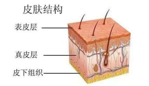 皮的结构和部首，分布有间皮的结构