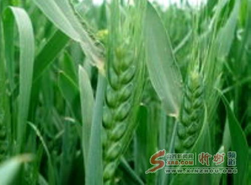 什么叫挑旗?什么叫孕穗?什么叫抽穗?