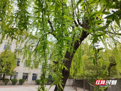碧玉妆成一树高的意思是什么?