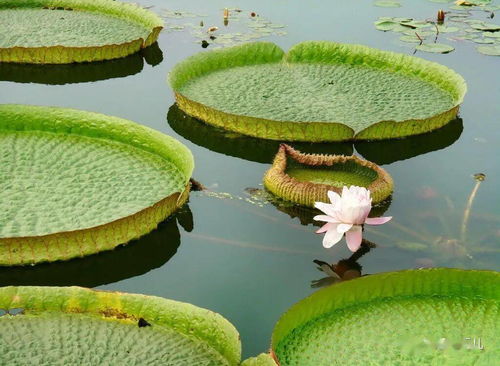 王莲是什么植物?它属于什么家族?