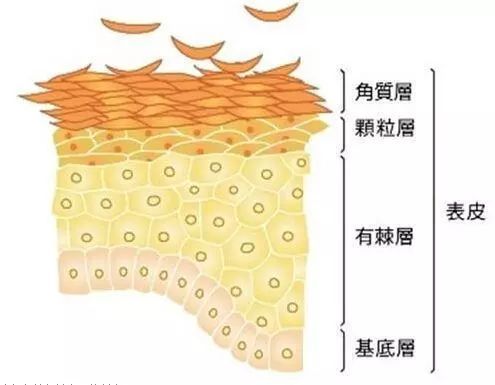 皮是什么结构 皮字什么结构