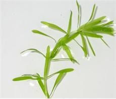 黑藻是什么植物
