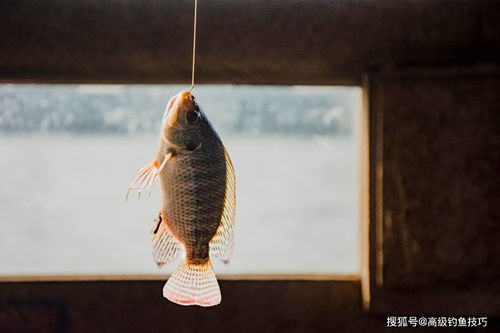 鱼钩鱼和鲶鱼的区别
