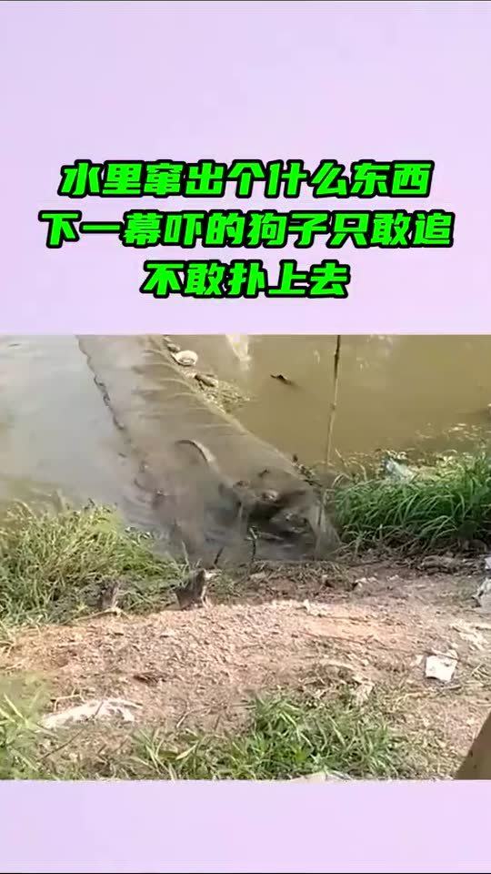 蹿出和窜出的区别