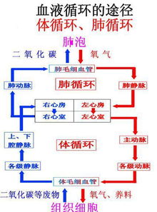 体循环的路线是什么?