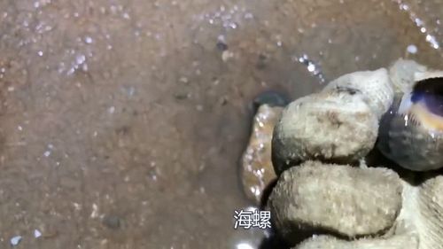 瓮中捉鳖的意思