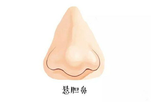 悬胆鼻怎么回事 悬胆鼻面相解析