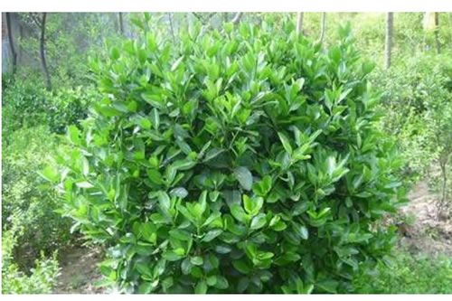 冬青是什么植物