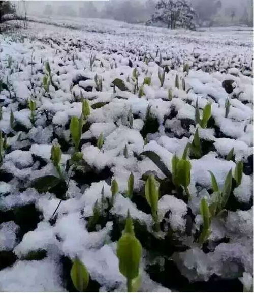 雪顶含翠茶多少钱一斤，雪顶含翠茶多少钱