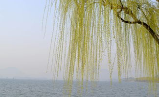 关于柳的诗句古诗大全，连续两句关于柳的诗句