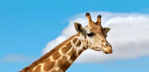 giraffes是什么意思，giraffe是什么意思英语翻译