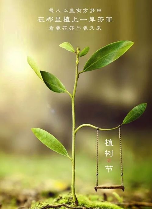孟郊《观种树》原文及翻译赏析