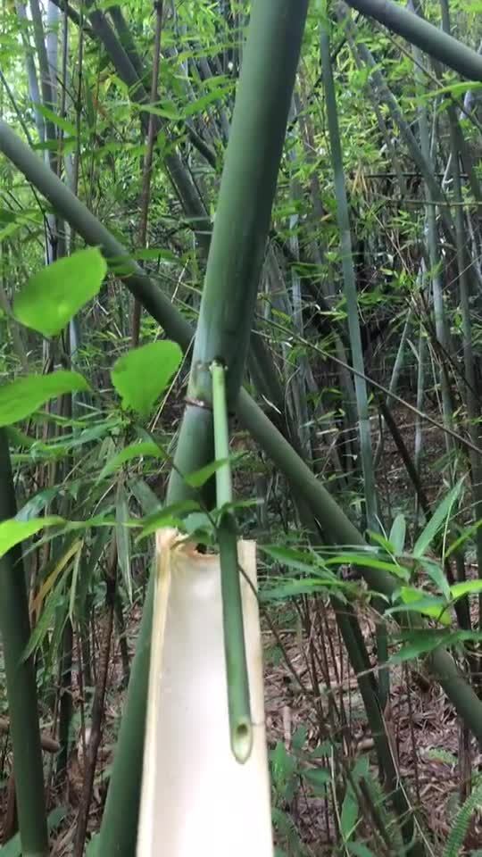关于竹青的诗句
