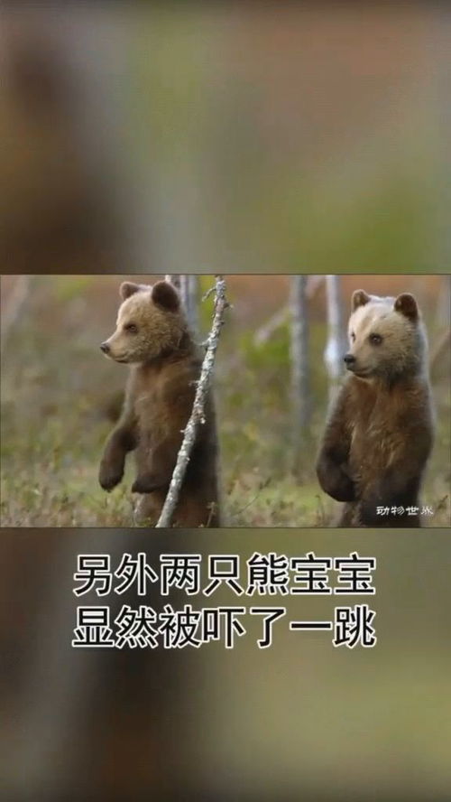 有熊部落，有熊氏和轩辕氏