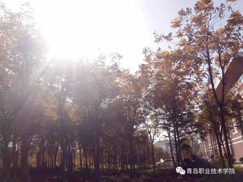 观种树古诗带拼音，观种树古诗的意思和注释