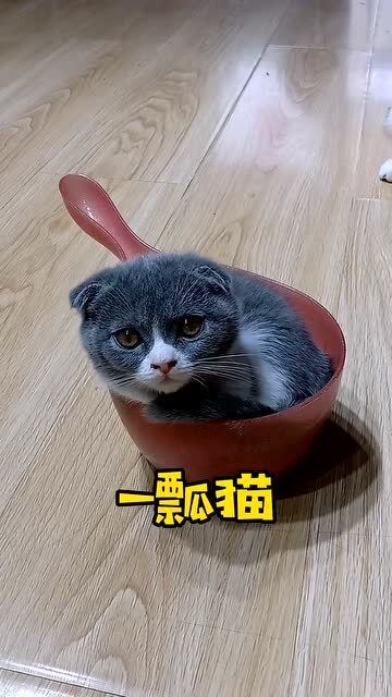 _鹆的读音_鹆的读音是什么