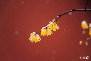 氛氲殊未歇，氛氲是什么意思解释