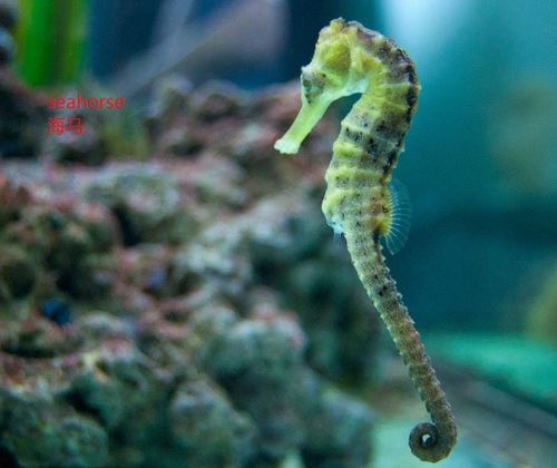 seahorse怎么读