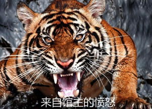 龙生九子必有一鳌啥意思，虎生三子是哪三子