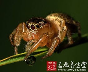 蝇虎蜘蛛，蝇虎是害虫还是益虫