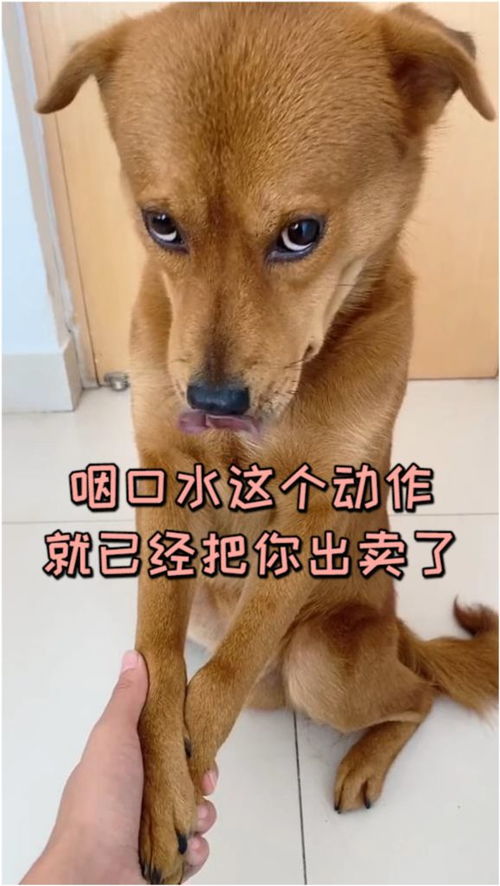 故作矜持图谋不轨下句是什么，故作矜持的拼音
