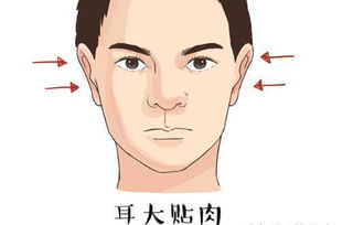鼻若悬胆是什么样子，面如冠玉,鼻若悬胆