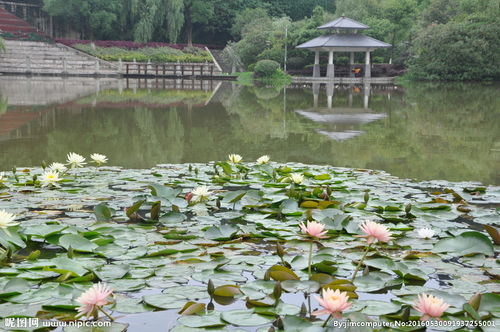 池塘的塘是哪个塘?，池塘的塘为什么是土字旁不是三点水