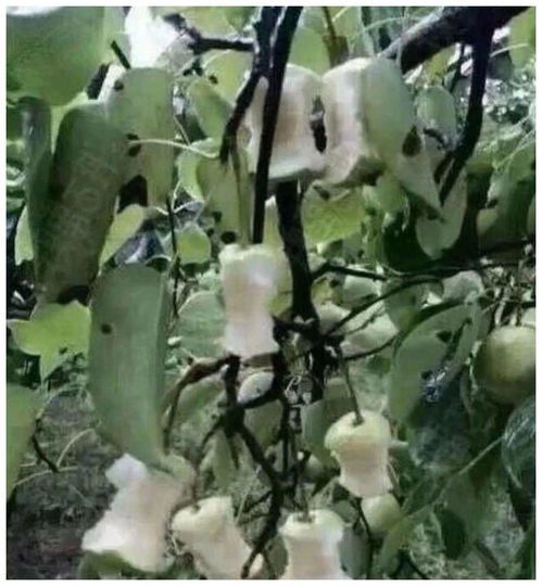 檞怎么读?