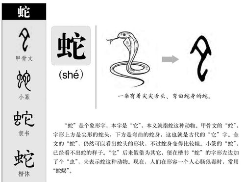 蛇的拼音