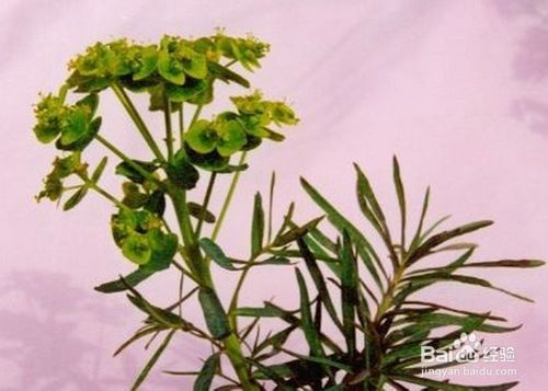 “藻戟遂芫俱战草”的拼音是什么?